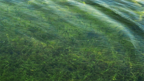 生態(tài)構(gòu)建技術(shù)