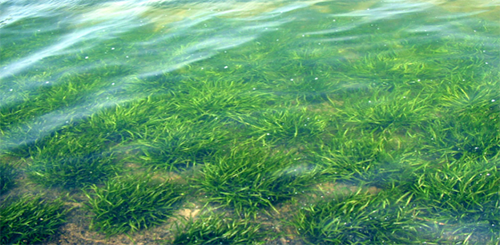 生態(tài)構(gòu)建技術(shù)