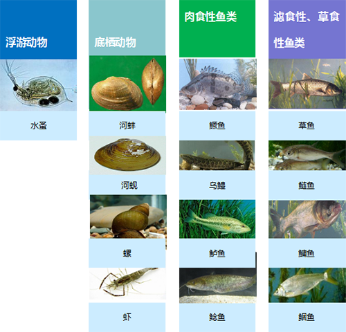 生態(tài)構(gòu)建技術(shù)