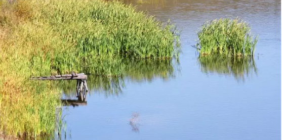 河道景觀設(shè)計(jì)：、綠化、綜合治理、生態(tài)修復(fù)及植物選擇