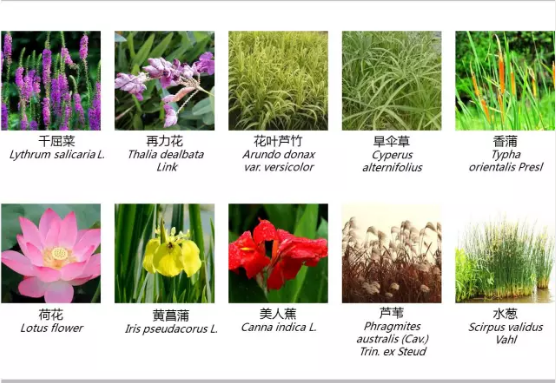 河道景觀設(shè)計(jì)：、綠化、綜合治理、生態(tài)修復(fù)及植物選擇