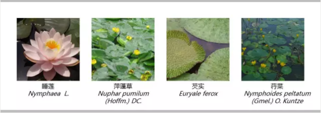 河道景觀設(shè)計(jì)：、綠化、綜合治理、生態(tài)修復(fù)及植物選擇
