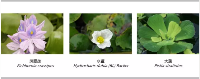 河道景觀設(shè)計(jì)：、綠化、綜合治理、生態(tài)修復(fù)及植物選擇