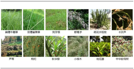 河道景觀設(shè)計(jì)：、綠化、綜合治理、生態(tài)修復(fù)及植物選擇