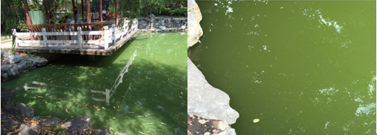 上海楊浦區(qū)長海新村西湖園水體治理工程